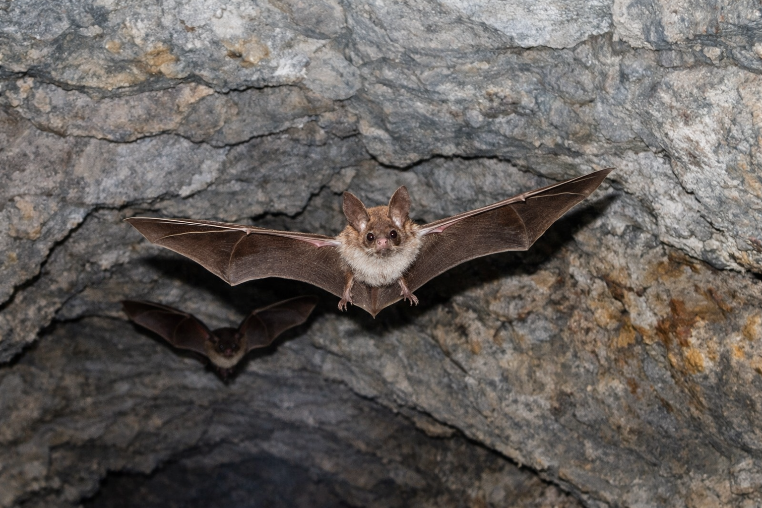 Fledermaus